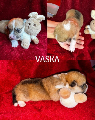 Vaska 