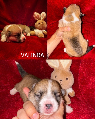 Valinka