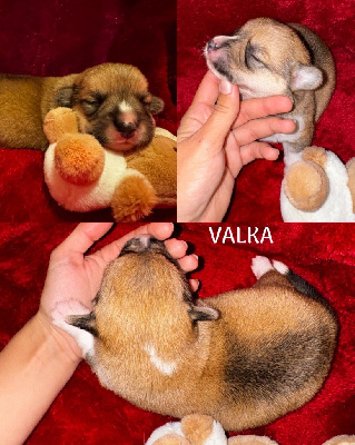 Valka