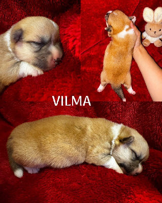 Vilma 