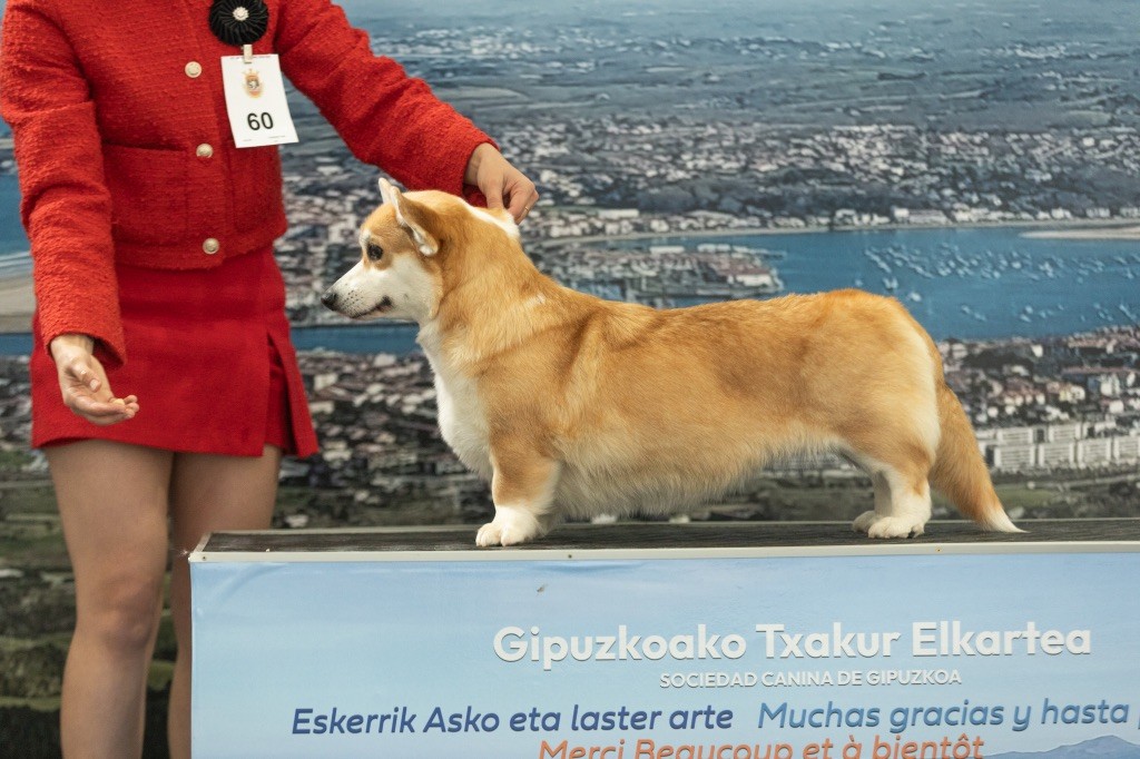 Ezhevika pushistaya garmonija