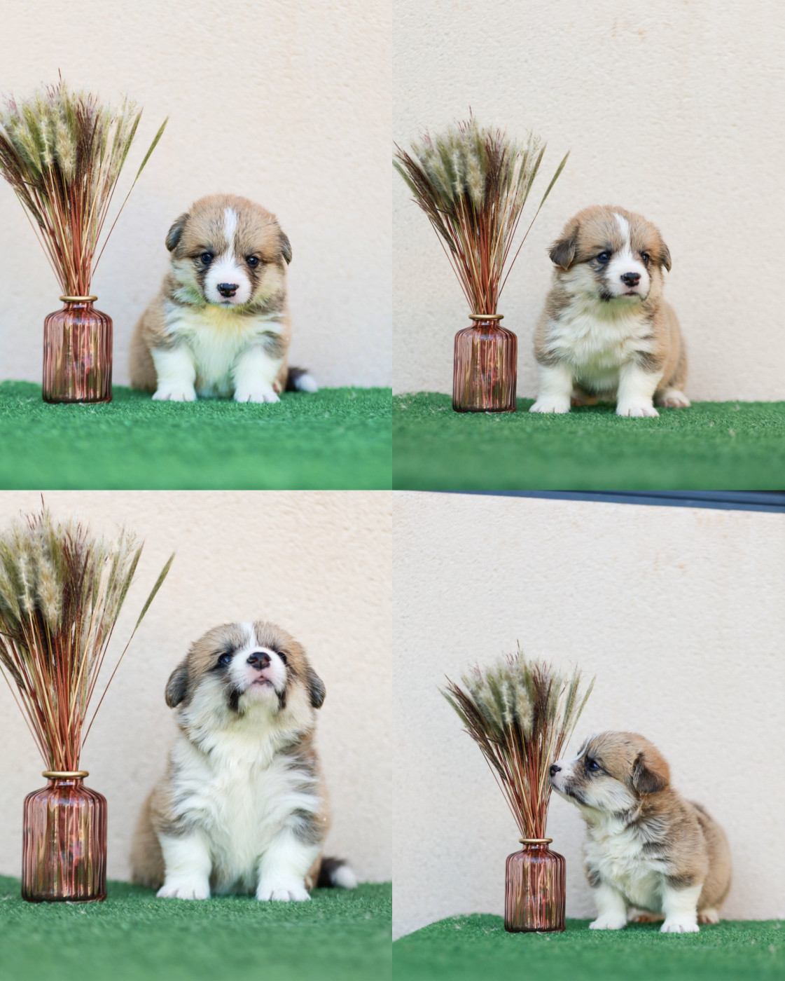 Du Royaume D Edda - Chiots disponibles - Welsh Corgi Pembroke