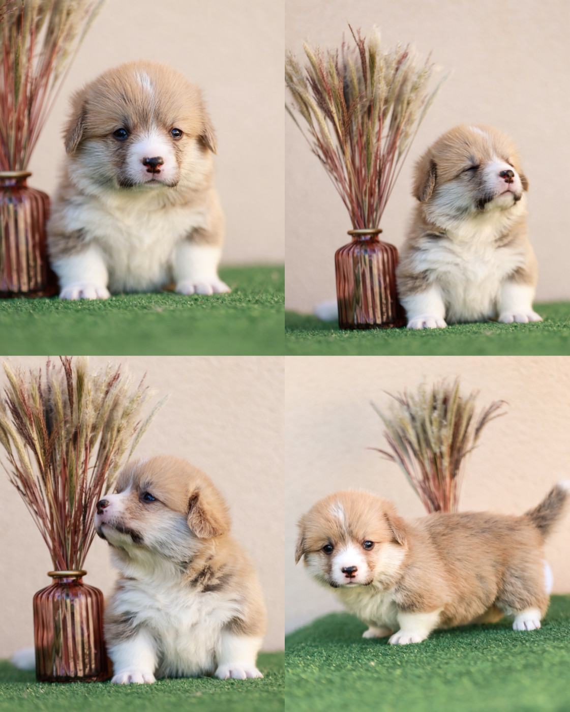 Du Royaume D Edda - Chiots disponibles - Welsh Corgi Pembroke