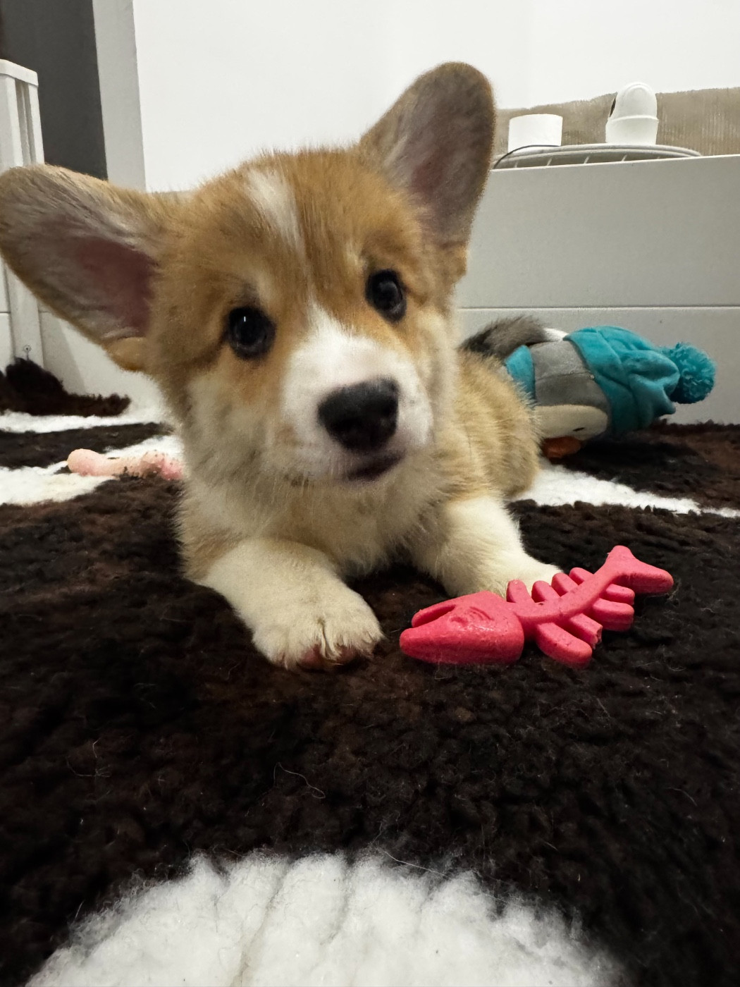 Du Royaume D Edda - Chiots disponibles - Welsh Corgi Pembroke