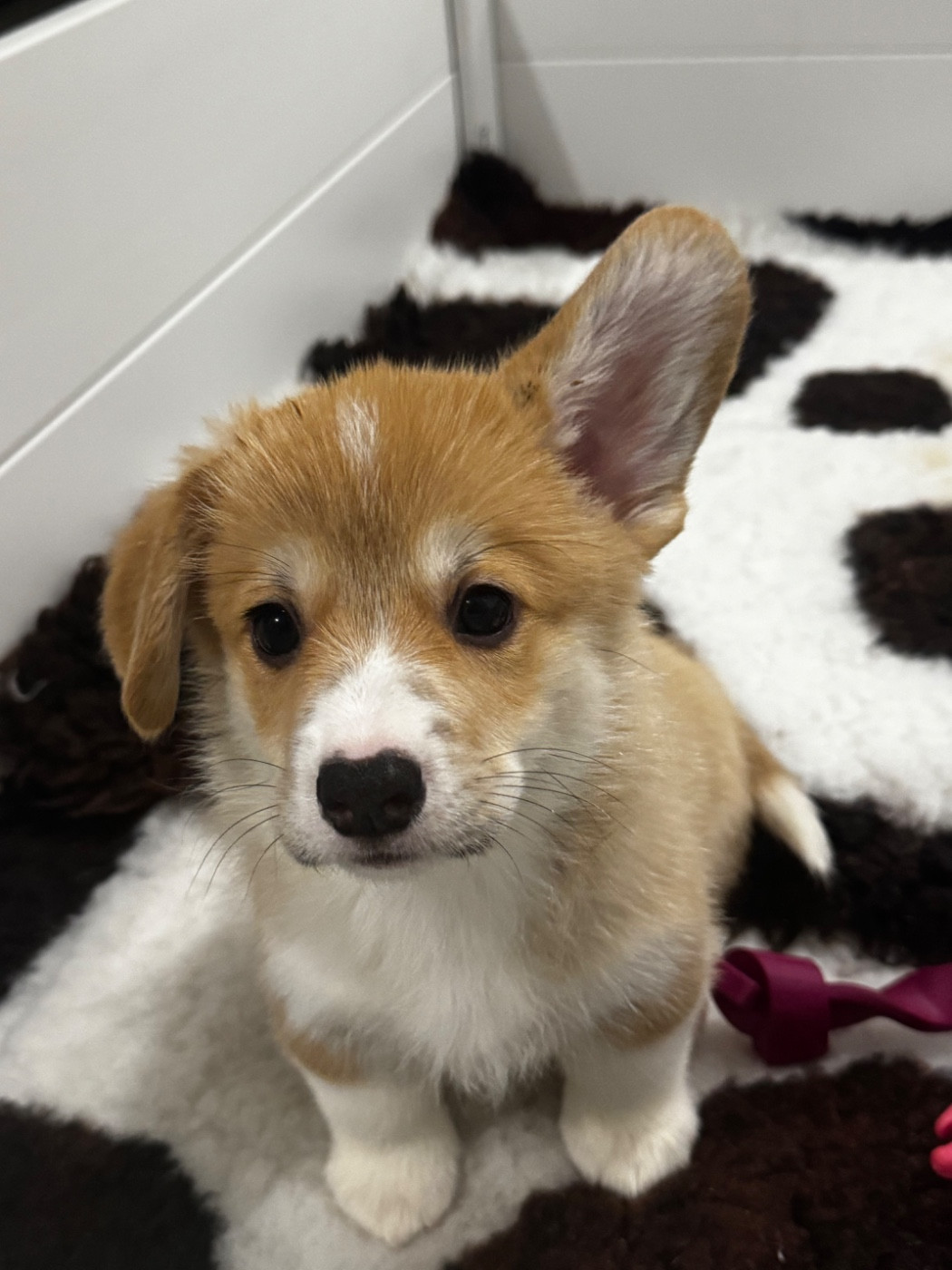 Du Royaume D Edda - Chiots disponibles - Welsh Corgi Pembroke